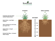 Evolution Grass Seed (50 Lbs.) - Overseed Up To 33,000 Square Feet